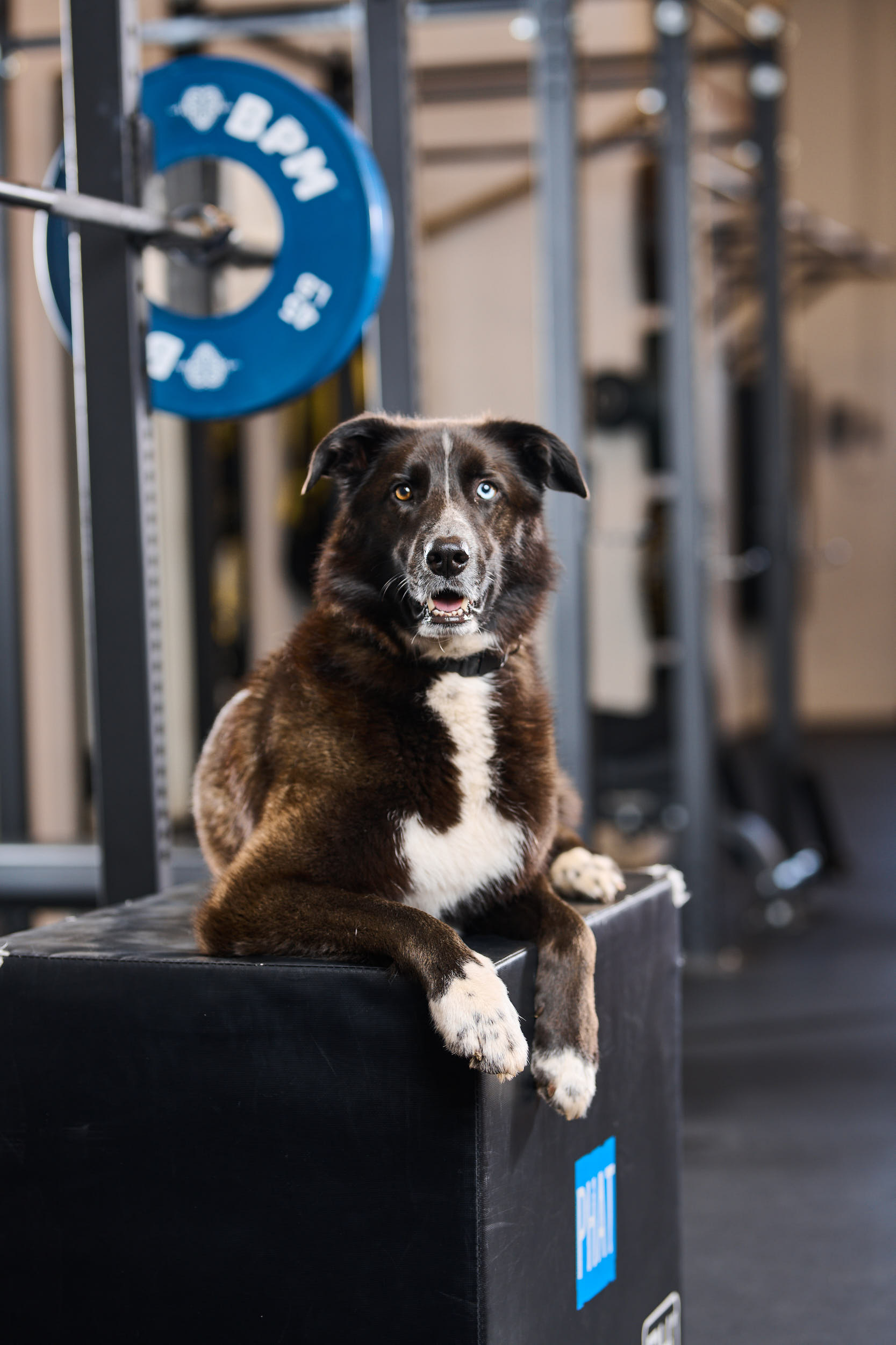 puppy in a gym